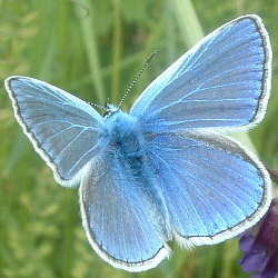 Polyommatus icarus